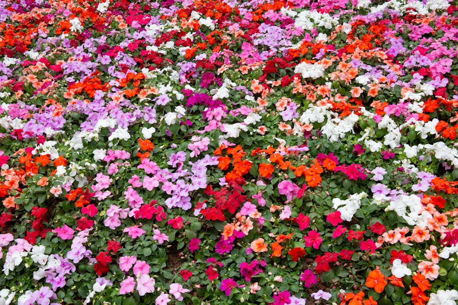 Residential garden bed installation with colorful flowering plants