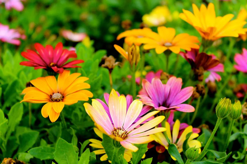 Garden redesign with colorful flowering plants and fresh mulch