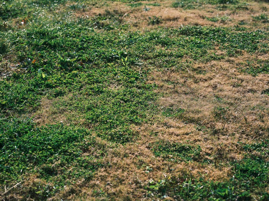Before photo — neglected lawn with weeds and bare patches