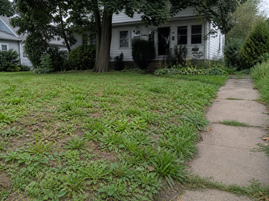 Before — a thin, weed-covered front lawn with bare patches along the walkway