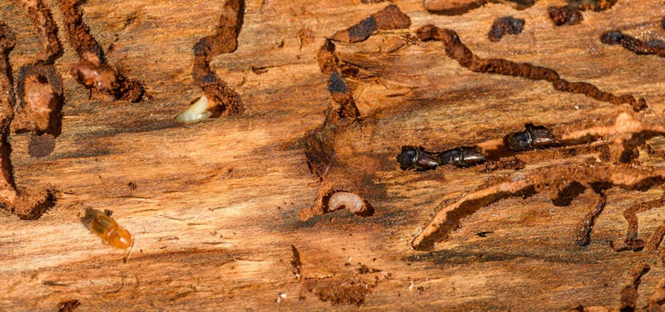Residential home exterior inspection — Shield Pest termite prevention and treatment
